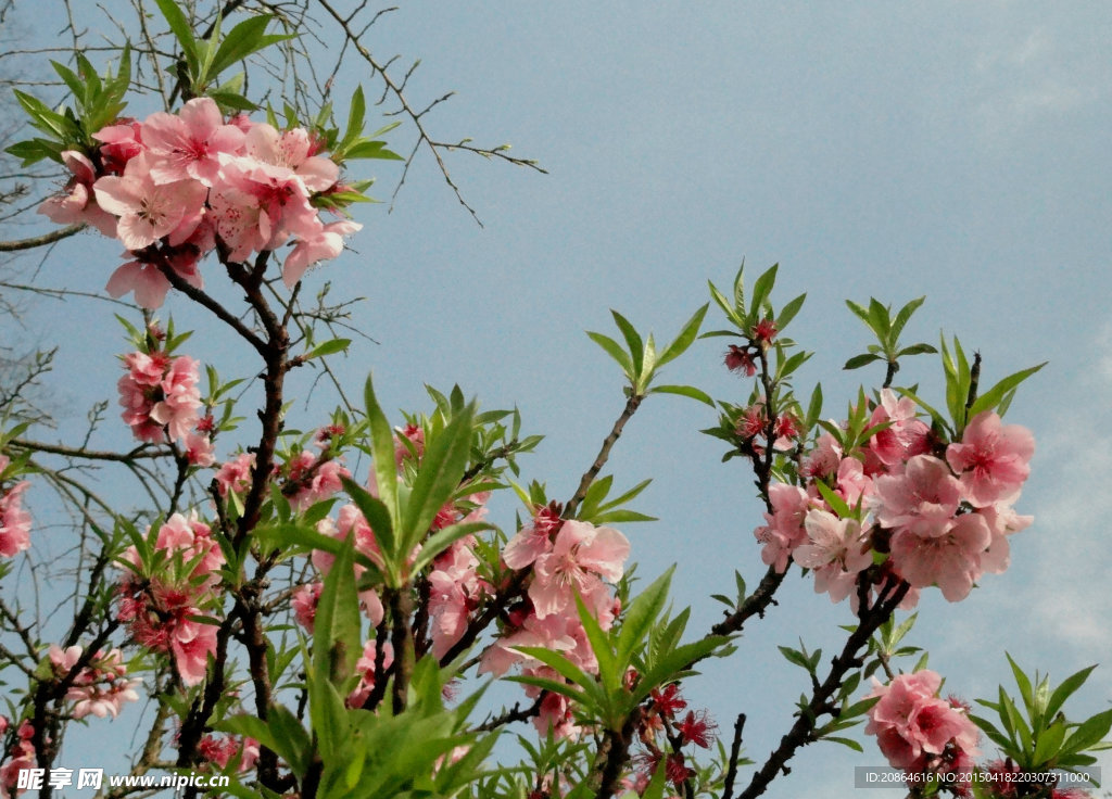 桃花