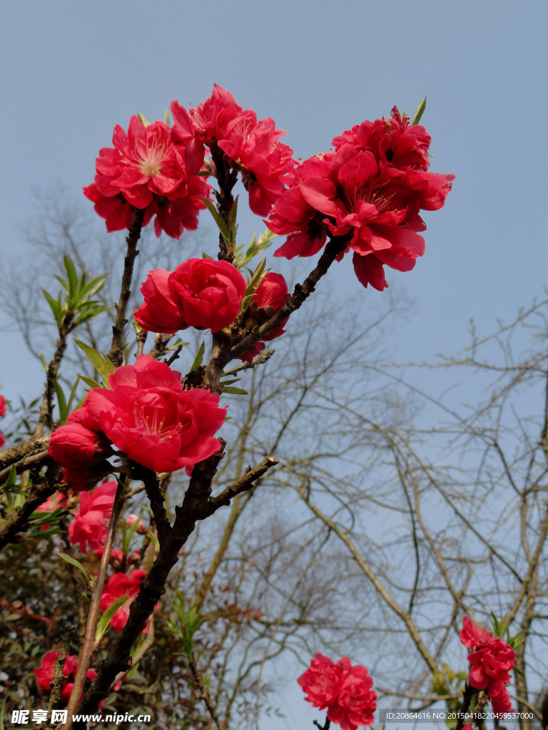 桃花