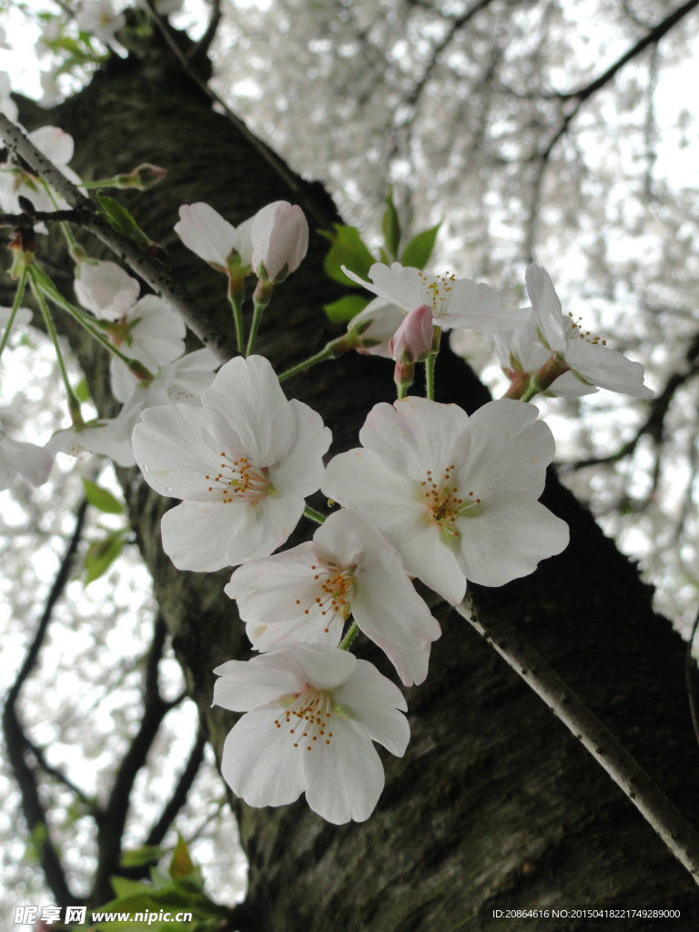 白樱花