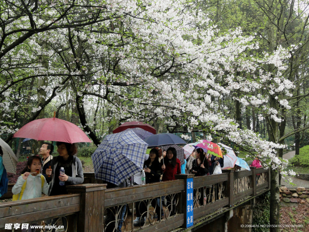 樱花节随拍