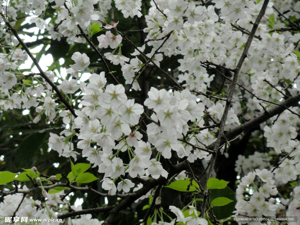 樱花