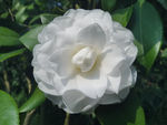 山茶