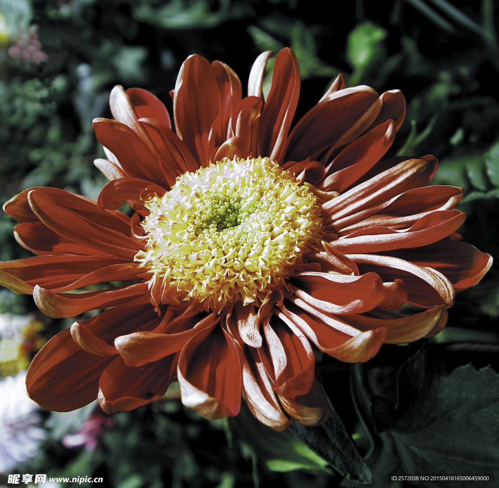 菊花