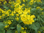 油菜花