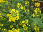 油菜花