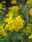 油菜花