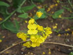 油菜花