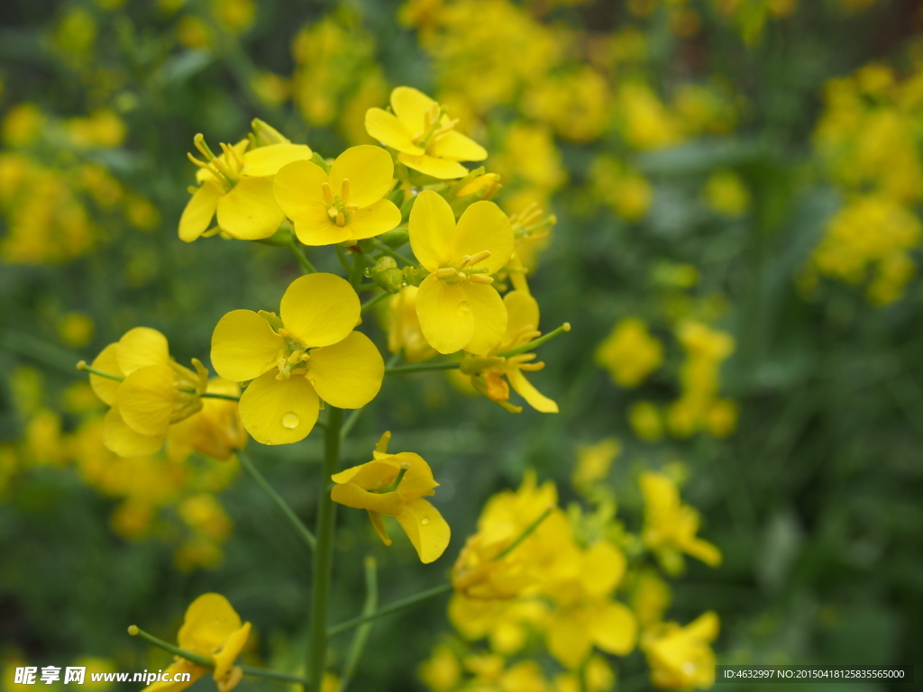 油菜花