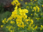 油菜花