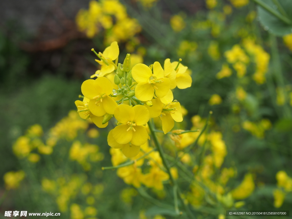 油菜花