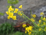 油菜花