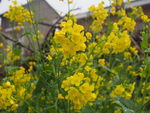 油菜花