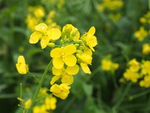 油菜花