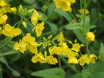 油菜花