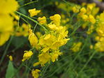 油菜花