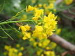 油菜花
