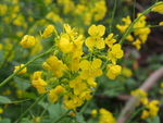 油菜花