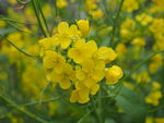 油菜花