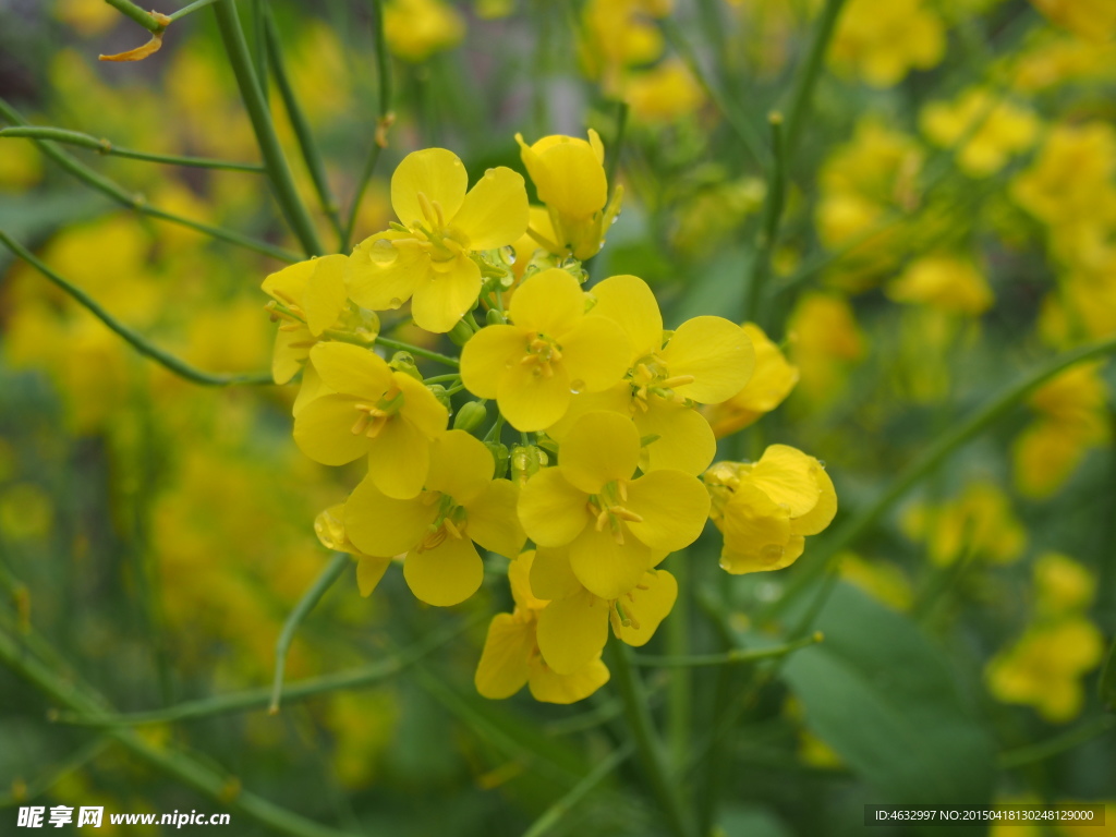 油菜花