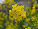 油菜花