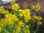油菜花