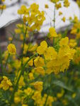 油菜花