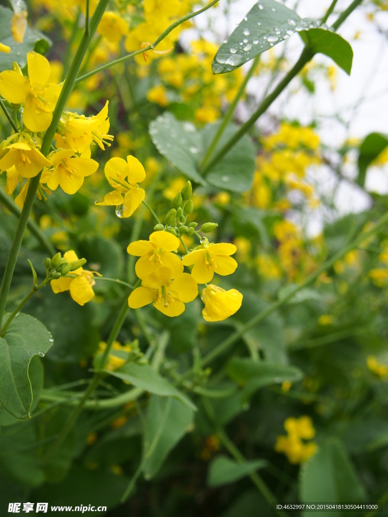 油菜花