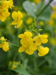 油菜花