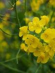 油菜花