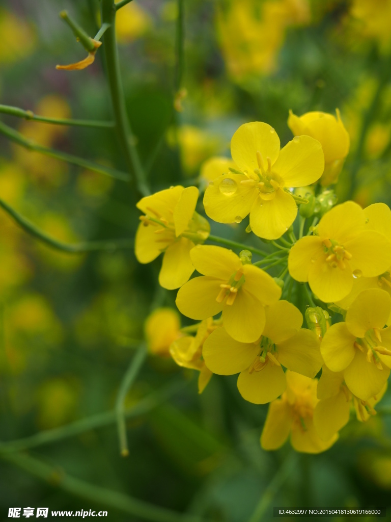 油菜花