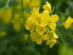 油菜花