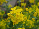 油菜花