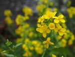 油菜花