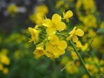 油菜花