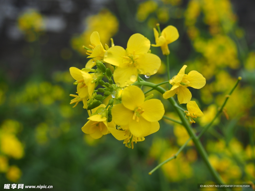 油菜花