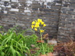 油菜花
