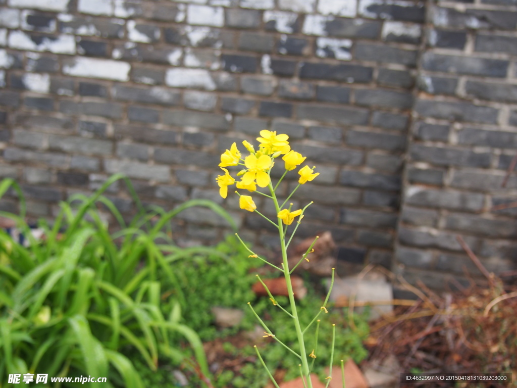 油菜花