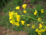 油菜花