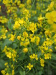 油菜花