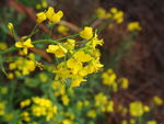 油菜花
