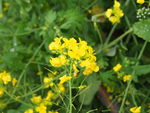 油菜花