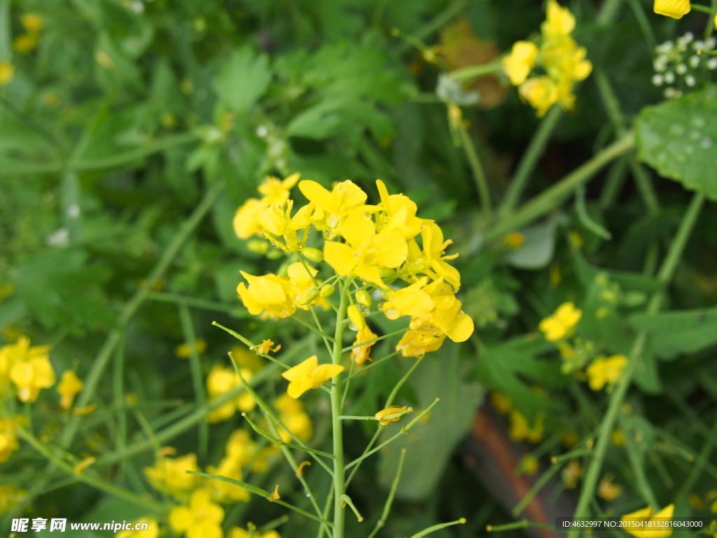 油菜花