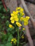 油菜花