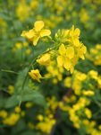 油菜花
