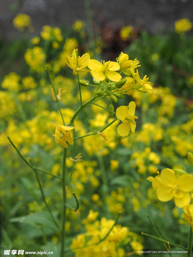 油菜花