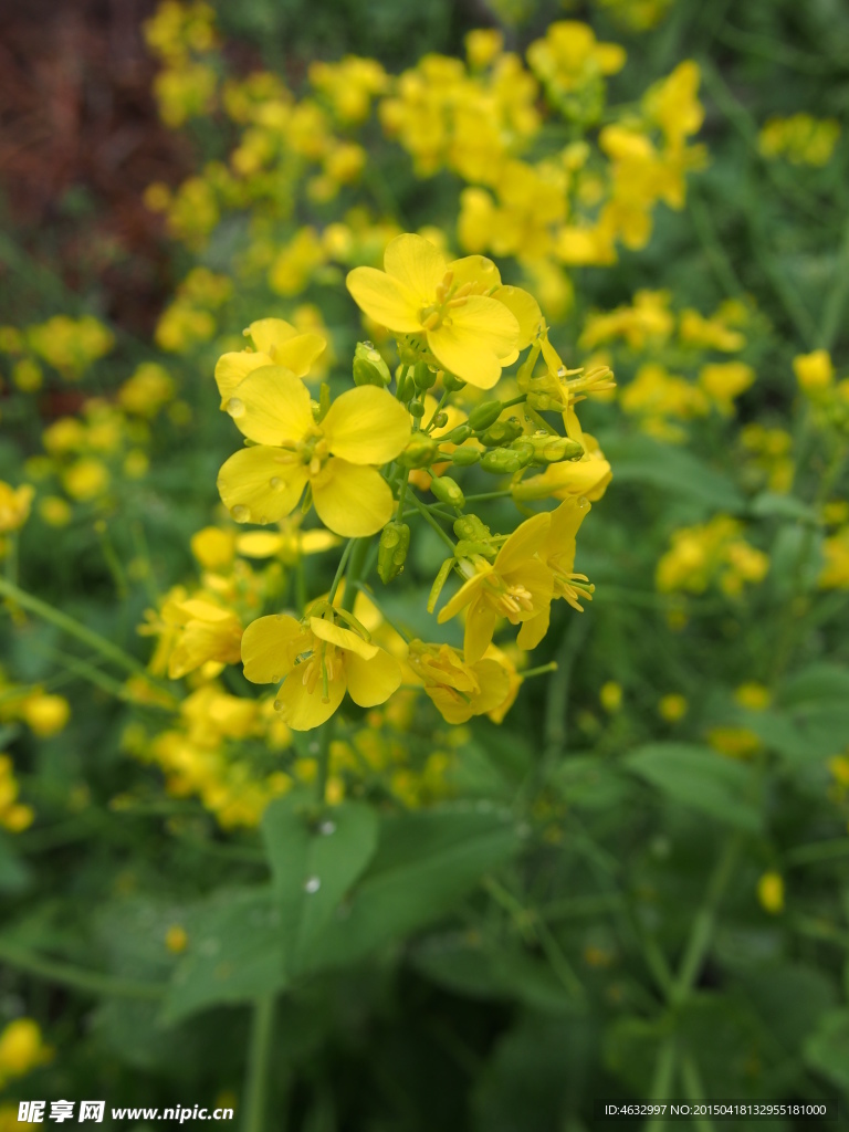 油菜花