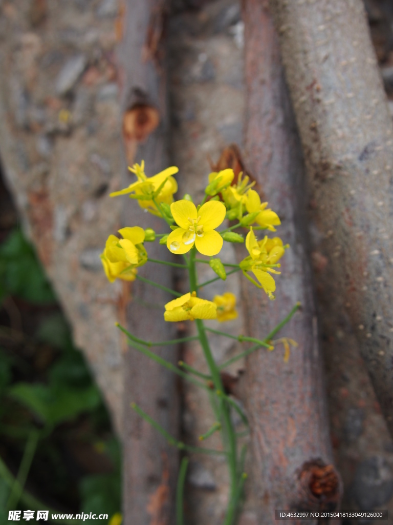 油菜花