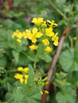 油菜花
