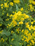 油菜花