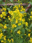 油菜花